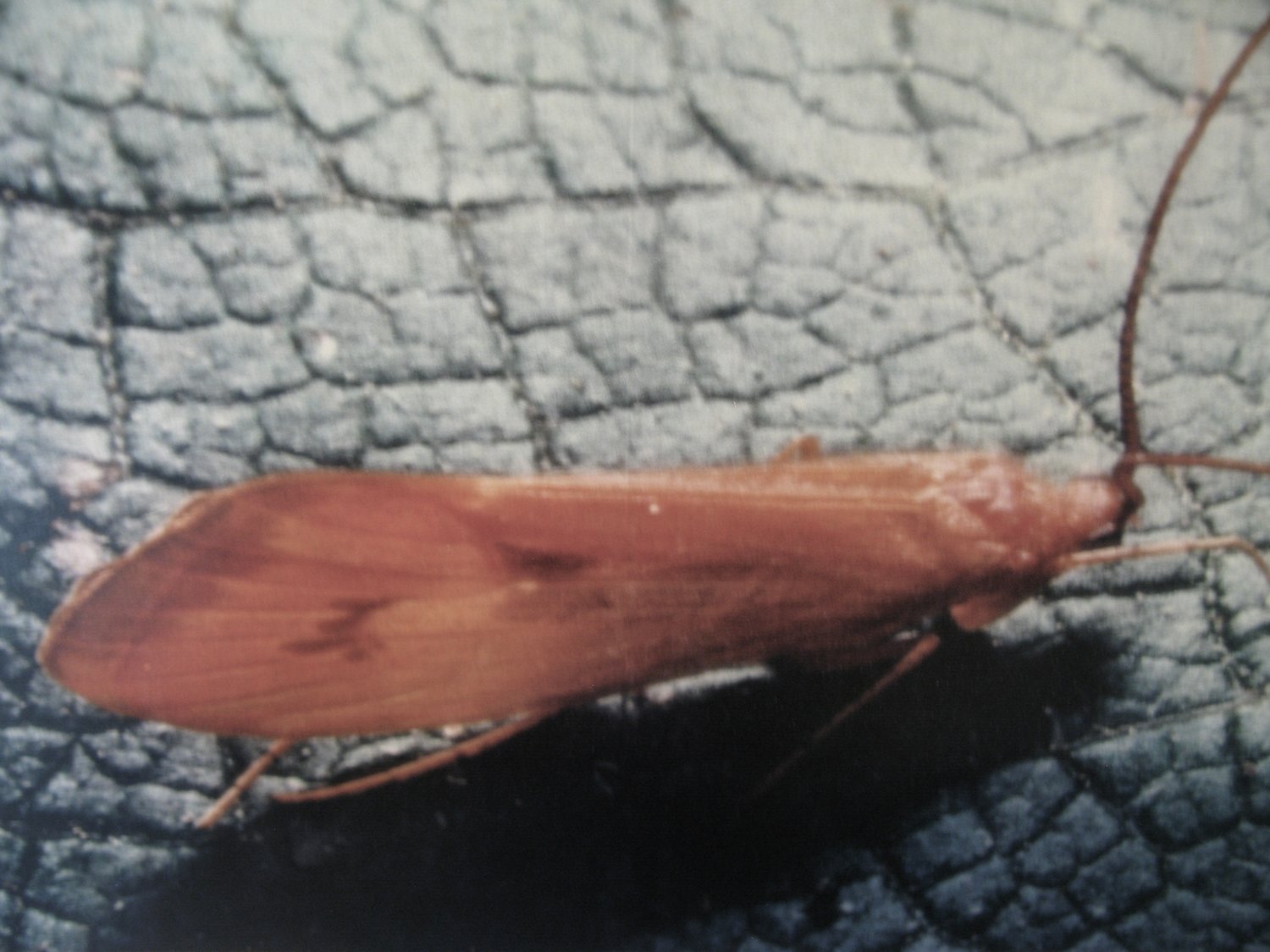 An adult caddisfly.